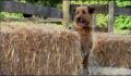 dr dolittle 3-avi_429.jpg